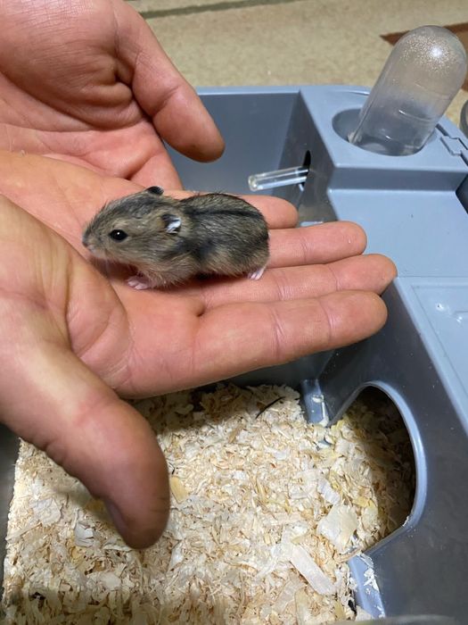 Продается бокс с хомяком