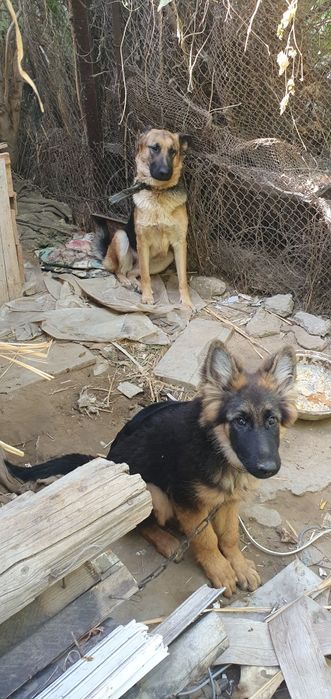 НЕМЕЦКИЙ апчарка