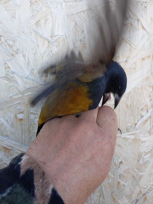 Дубонос арчовый и обычный