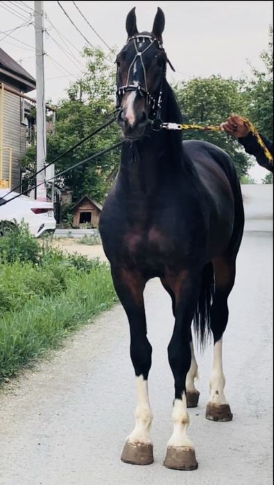 Продам Орловских Рысаков