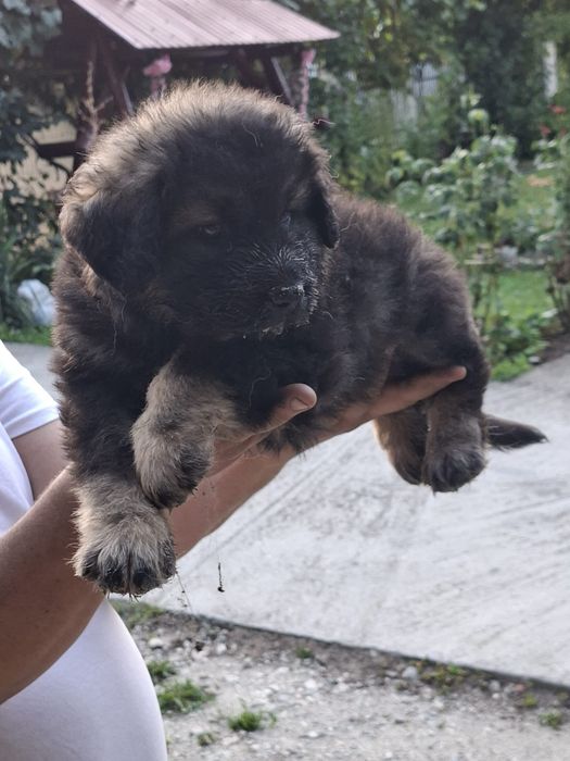 Pui Ciobănesc Caucazian cu Pedigree