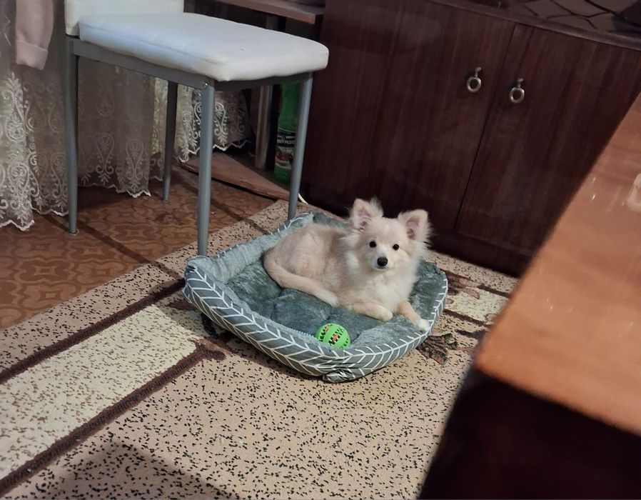 Мъжки Померан на 7 месеца