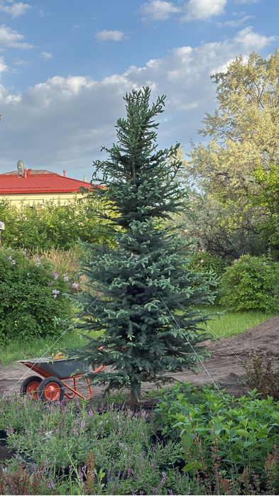 Ель Сосна деревья Клен Береза Рябина Тополь