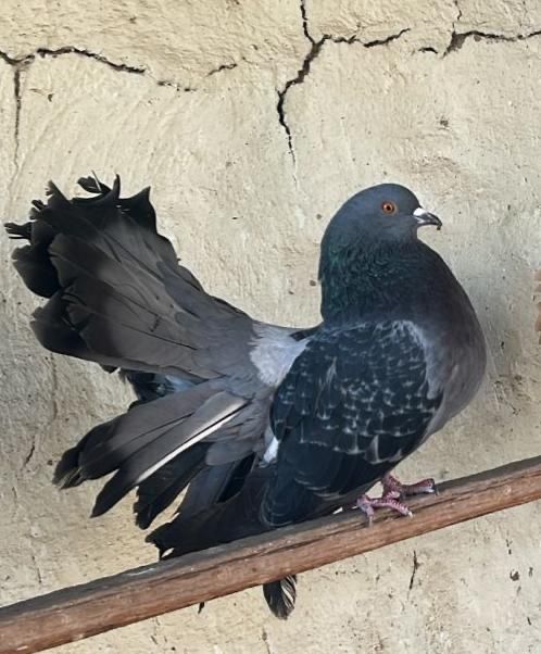 Көгершін/Голубка