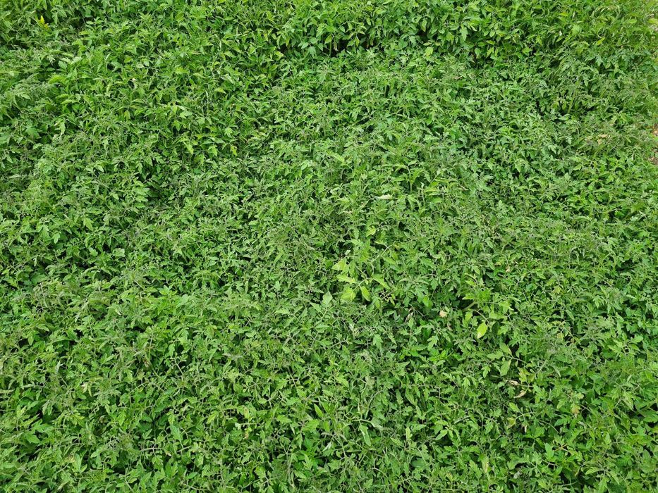 Rasaduri legume 0.8 bani