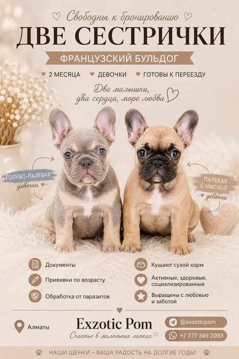 Щенки бульдога  в Алматы