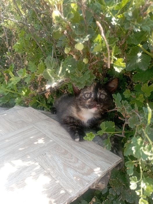 Отдам в хорошие руки кошечек
