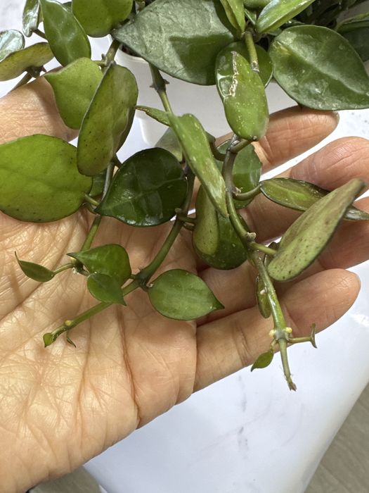 Продам хойя Лакуноза