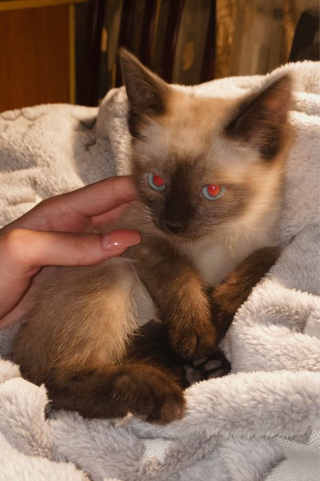 сиамская порода котенок