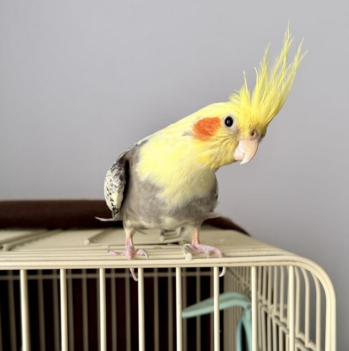 Vand papagal Nimfa , tanar si prietenos +cusca