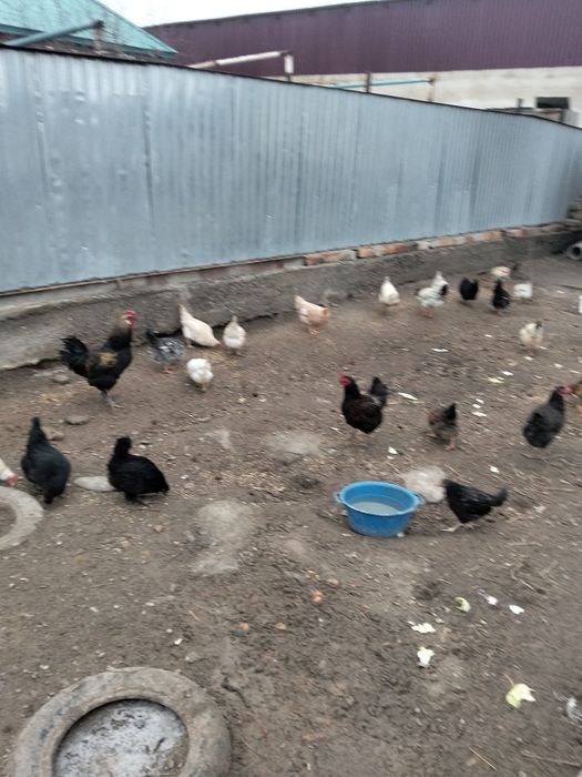 Тауыктар сатылады