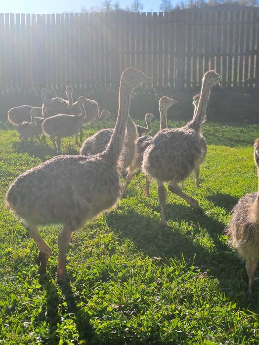 Pui de struti negru african