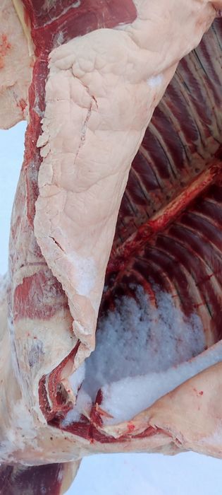 байтал жирные двухлетки