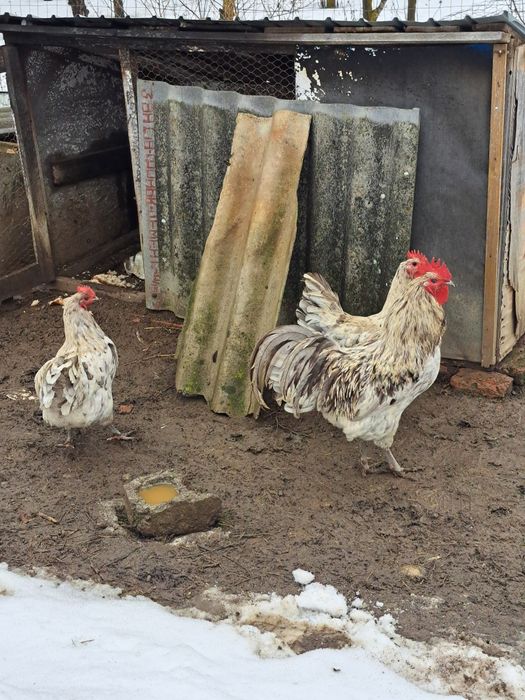 Vând gaini australorp