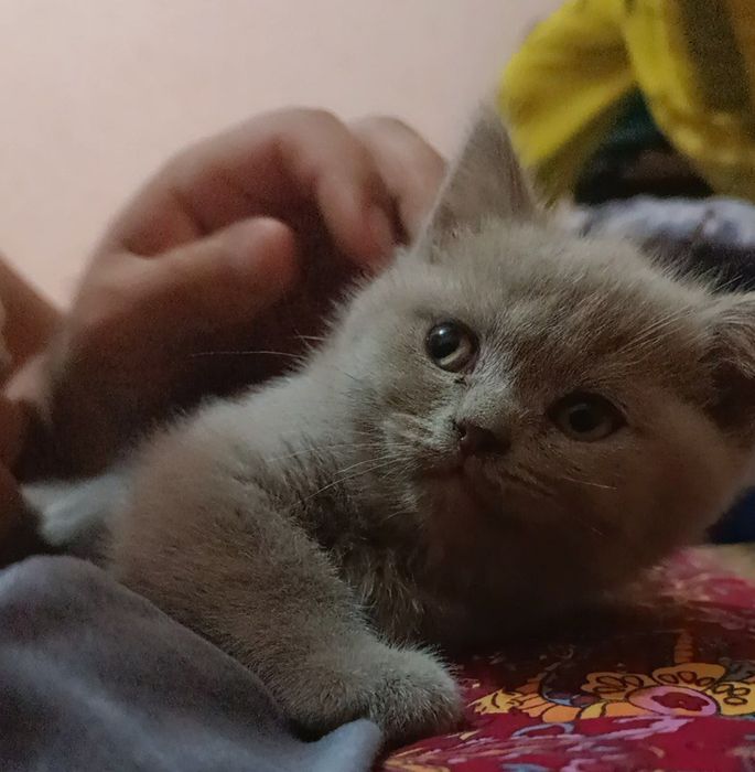 Котята скотиш страйт