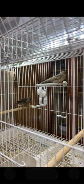 Канарейка пара.