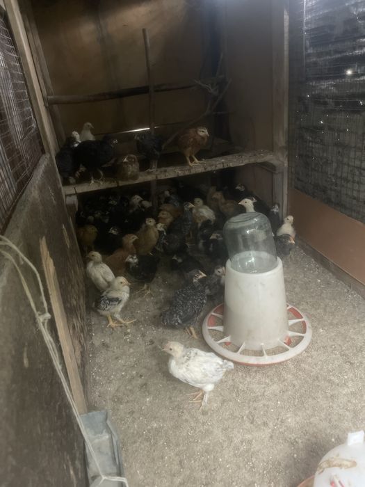 Балапан сатылады