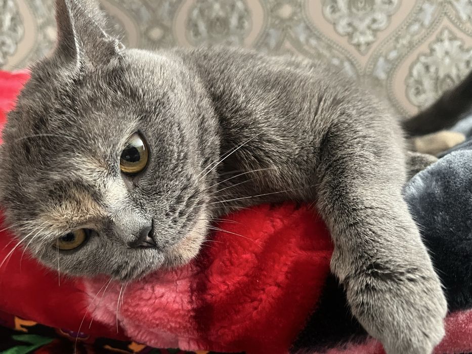 British Shorthair blue