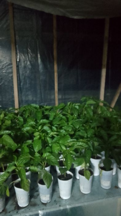 Продам рассаду овощей
