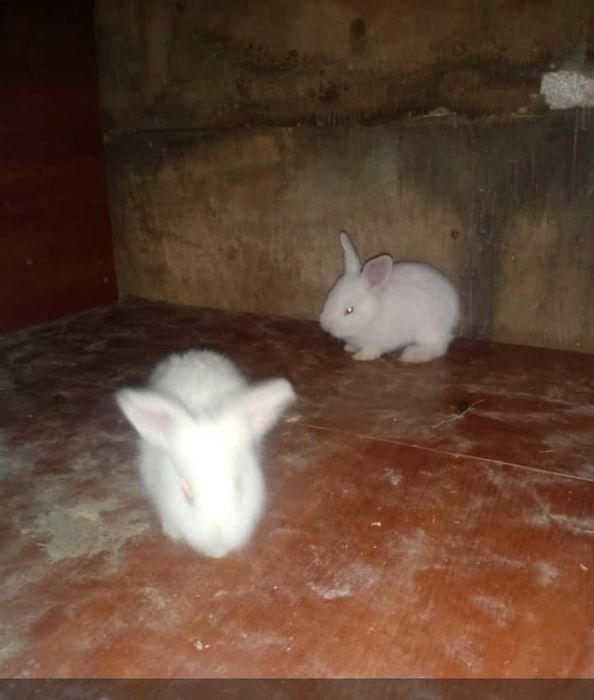 Кралята месячные прадаю