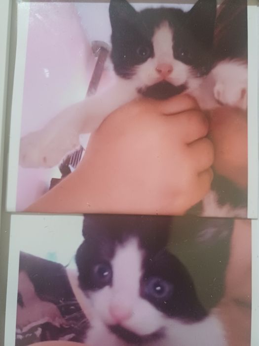 Caut o pisica ca asta de donat