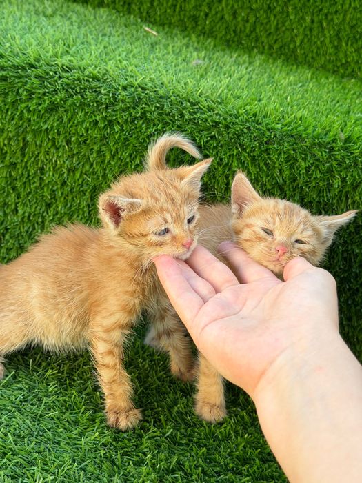 Котенок мальчик и девочка