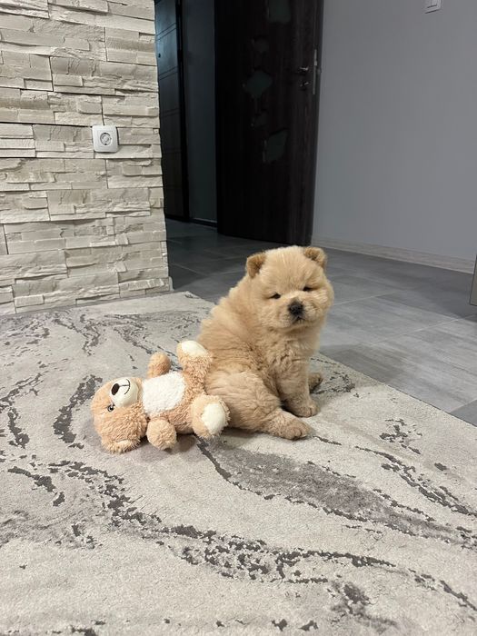 Чау Чау (Chow Chow)