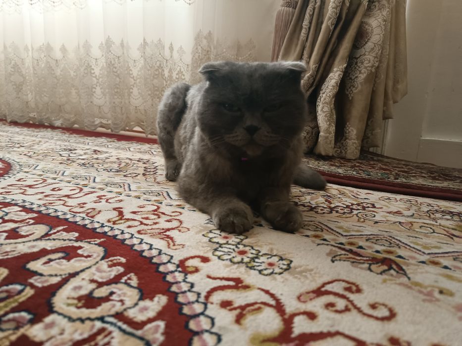 СОТИЛАДИ 500МИНГ (КЕЛИШАМИЗ) Бриттиш фолд угил мушугимиз 1.5 йош