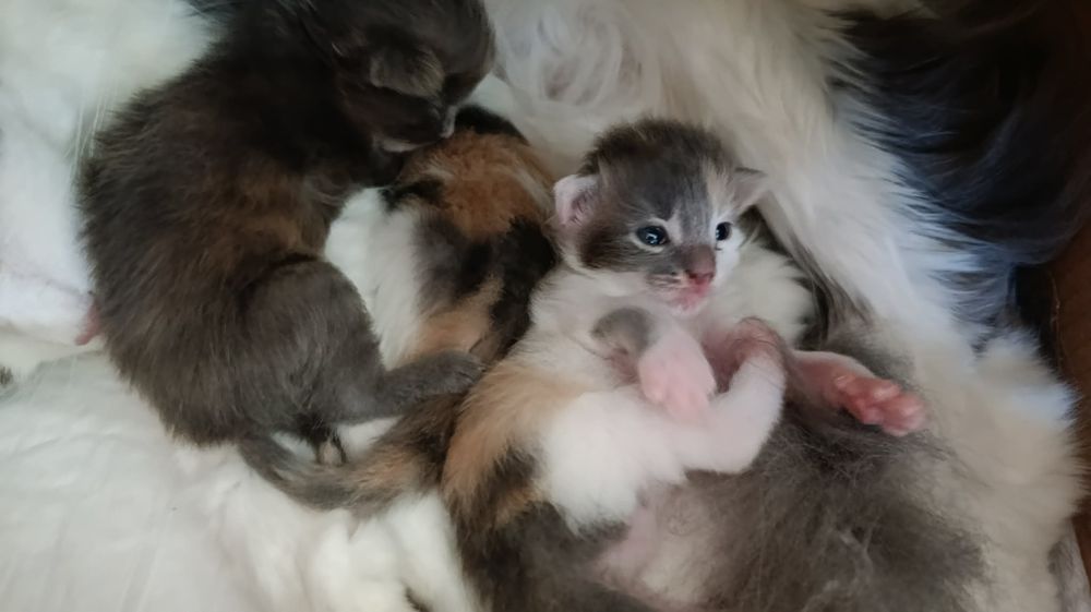 Мейн Кун момиче на 3 месеца