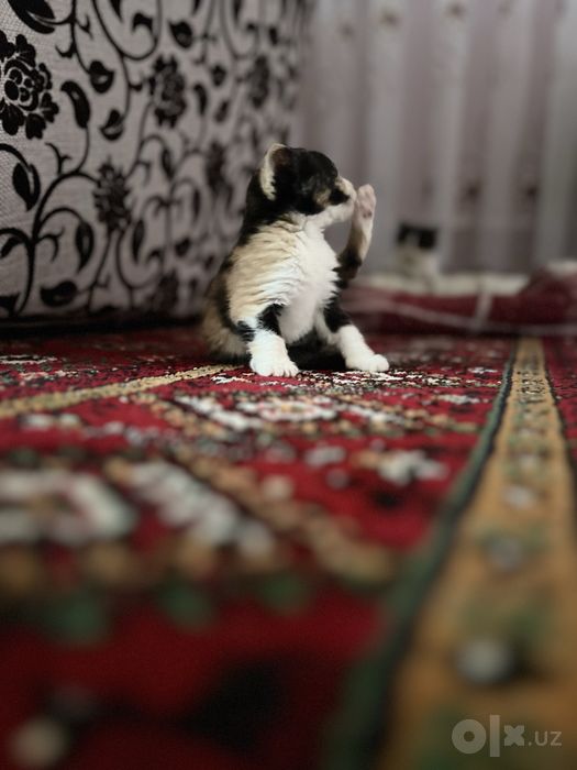 Отдам котят даром в добрые и заботливые руки!