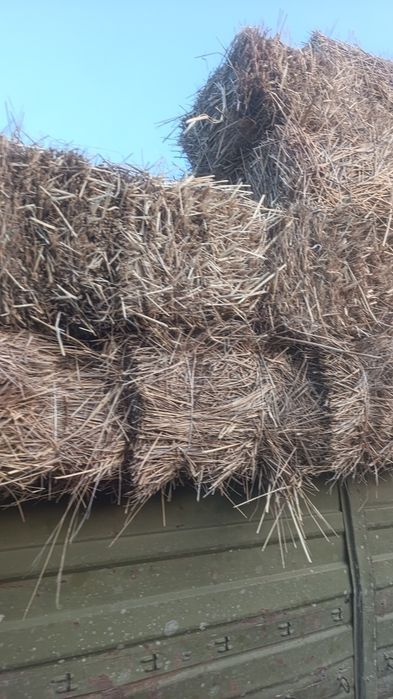 Продам сено разнотравьч