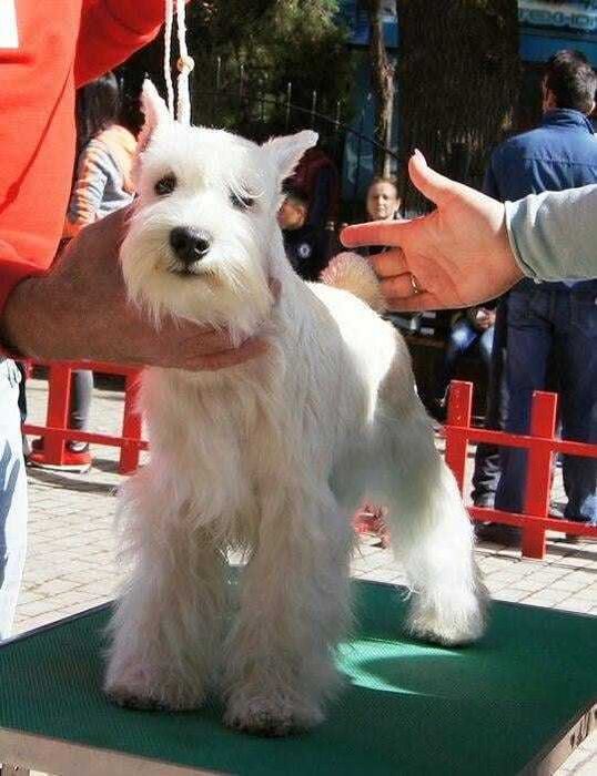 Щенки белого цвергшнауцера