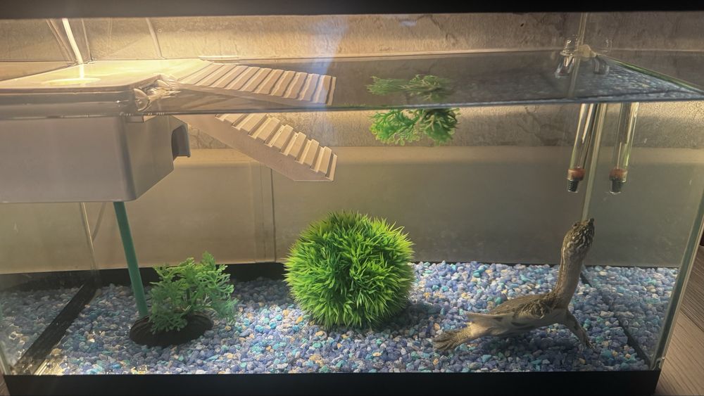 Продам черепаху водяную. Со всем оборудованием.