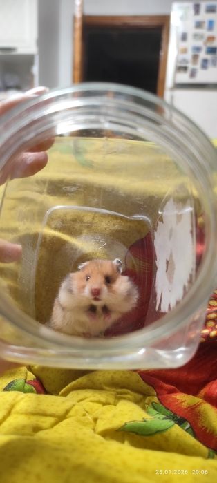 Продам хомячат недорого