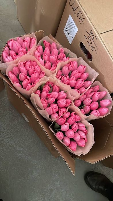 Премиальные тюльпаны по оптовым ценам