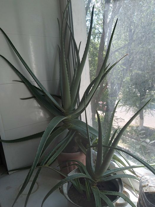 Алое Вера , столетник