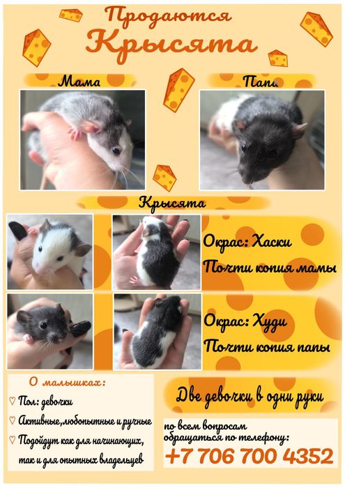 Декоративные крысы Дамбо