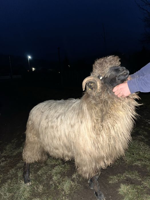 De vanzare 23 de oi si un berbec !