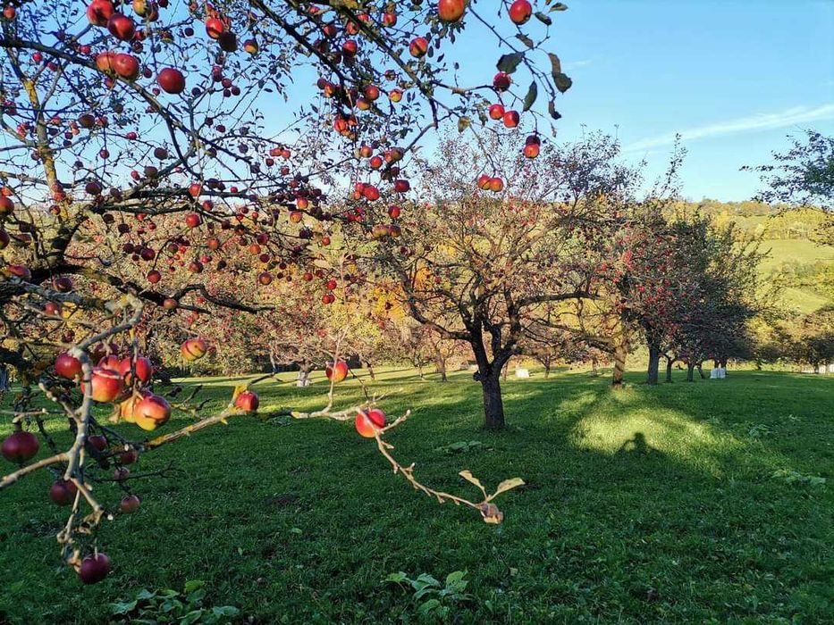 Suc natural de mere, morcov, sfecla rosie, ghimbir, lamaie și struguri