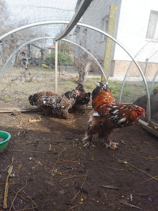 Пилета и яйца от много видове кокошки.Видин