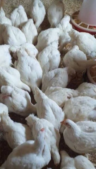 Bună ziua dragi clienți ferma de pui Piatra Neamț vă oferă înspre vânzare pui albi de carne cu piciorușele groase
