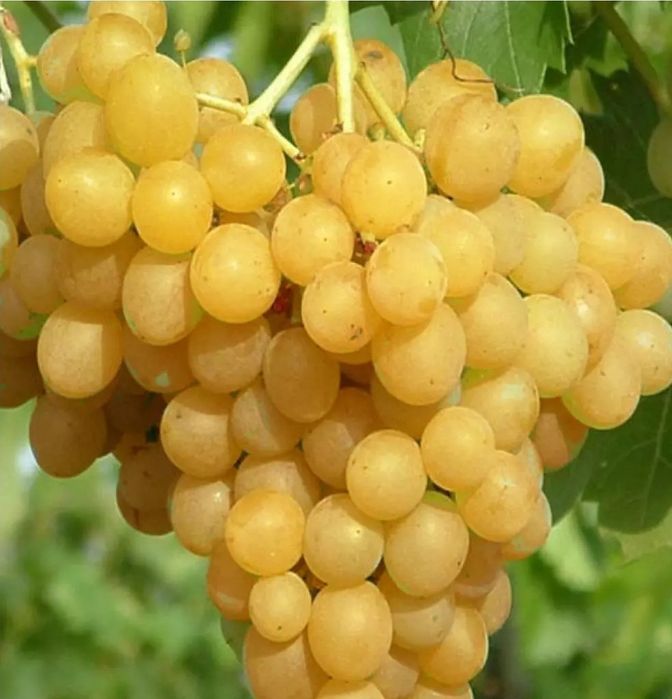 Vita de Vie Alba de Masa ( Nobila Altoita )