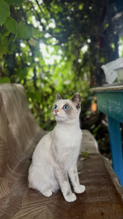 Отдам в хорошие руки