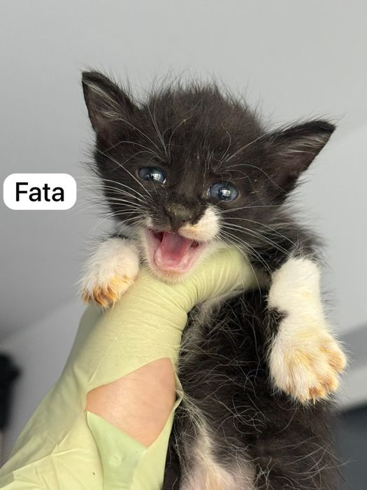 Pui pisica spre adoptie