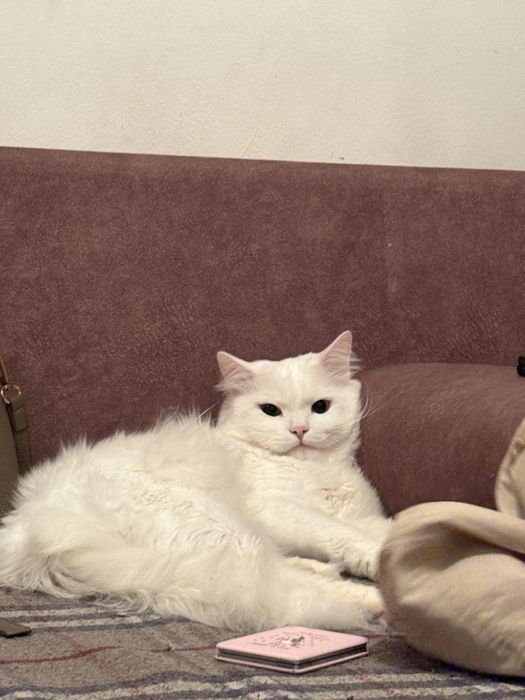 отдам кота в добрые руки, СРОЧНО