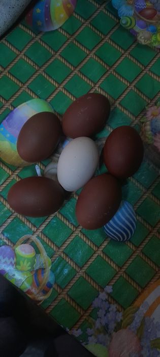 Oua de marans pentru incubat