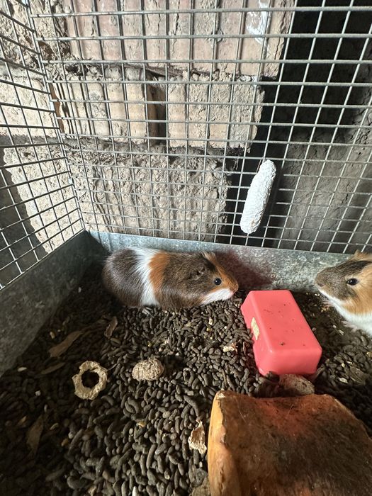 продаеца марская свинка