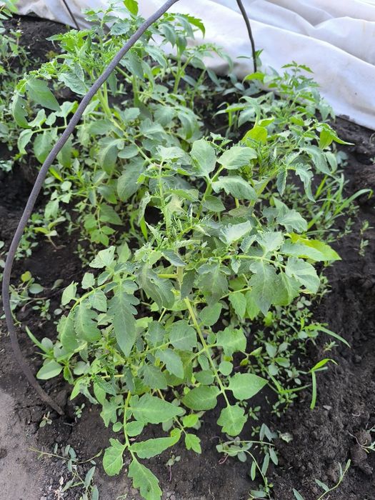 Продам рассаду помидор бычье сердце, укорененные кампанулы-жениха, кал