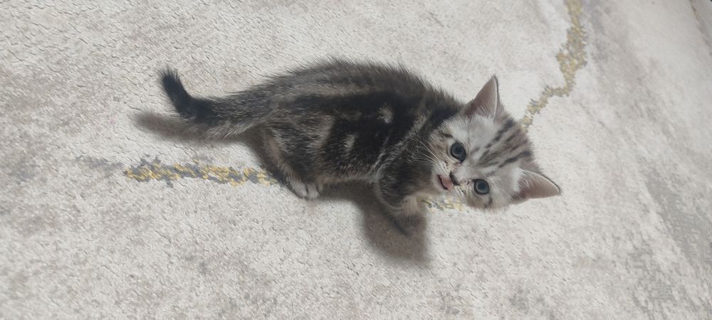 Продам котята скотиш