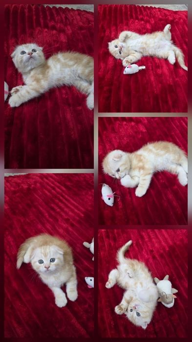 Котята мимишные.